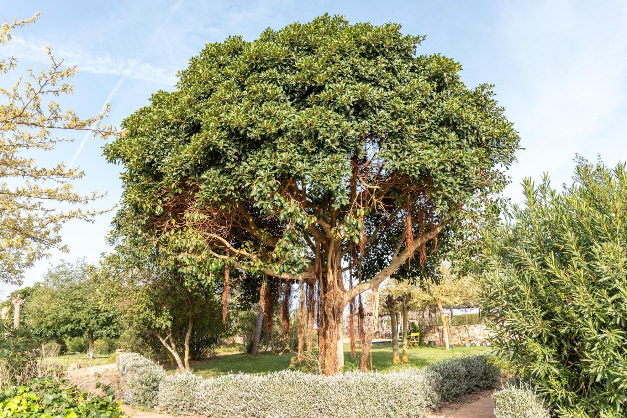 Agroturismo Can Pere Rei Son Serra de Marina Esterno foto