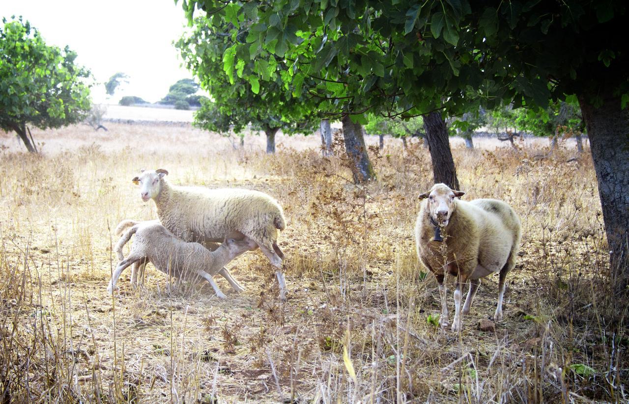 Agroturismo Can Pere Rei Son Serra de Marina Esterno foto